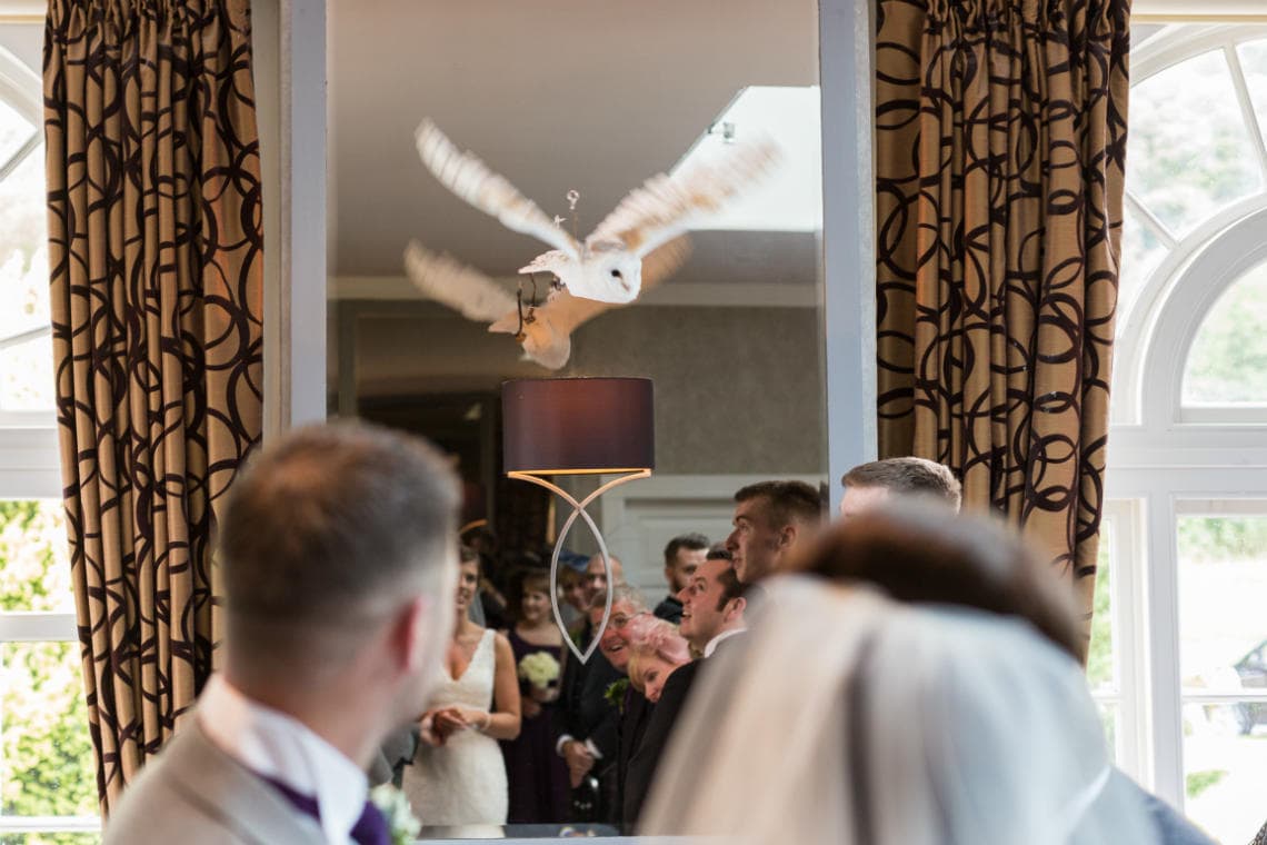 owl delivers the wedding rings