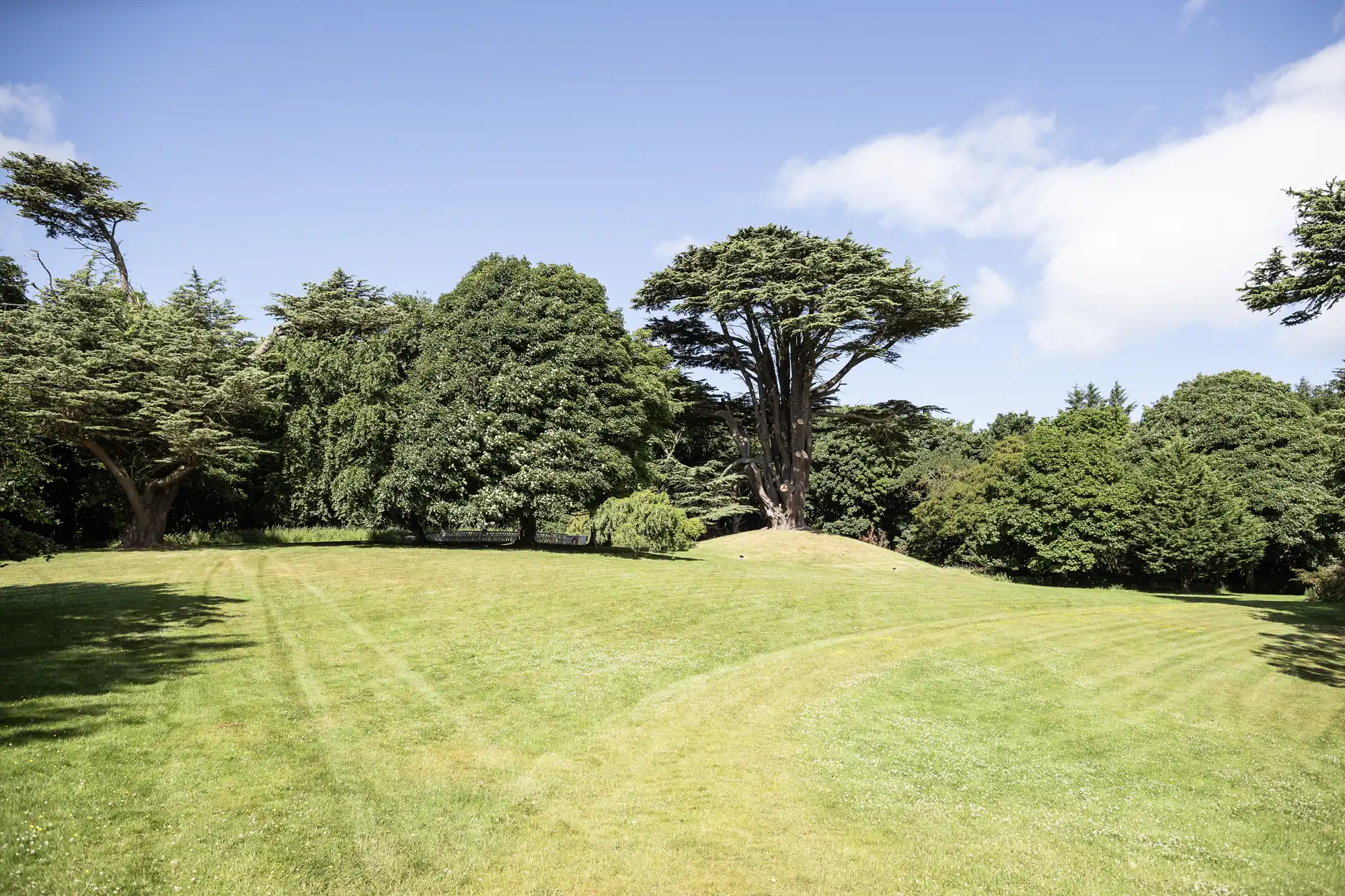 A sunny park scene with lush green grass, gently rolling hills, and large leafy trees under a bright blue sky with scattered white clouds. Faint mowing lines create gentle curves on the lawn. The setting feels peaceful and open.