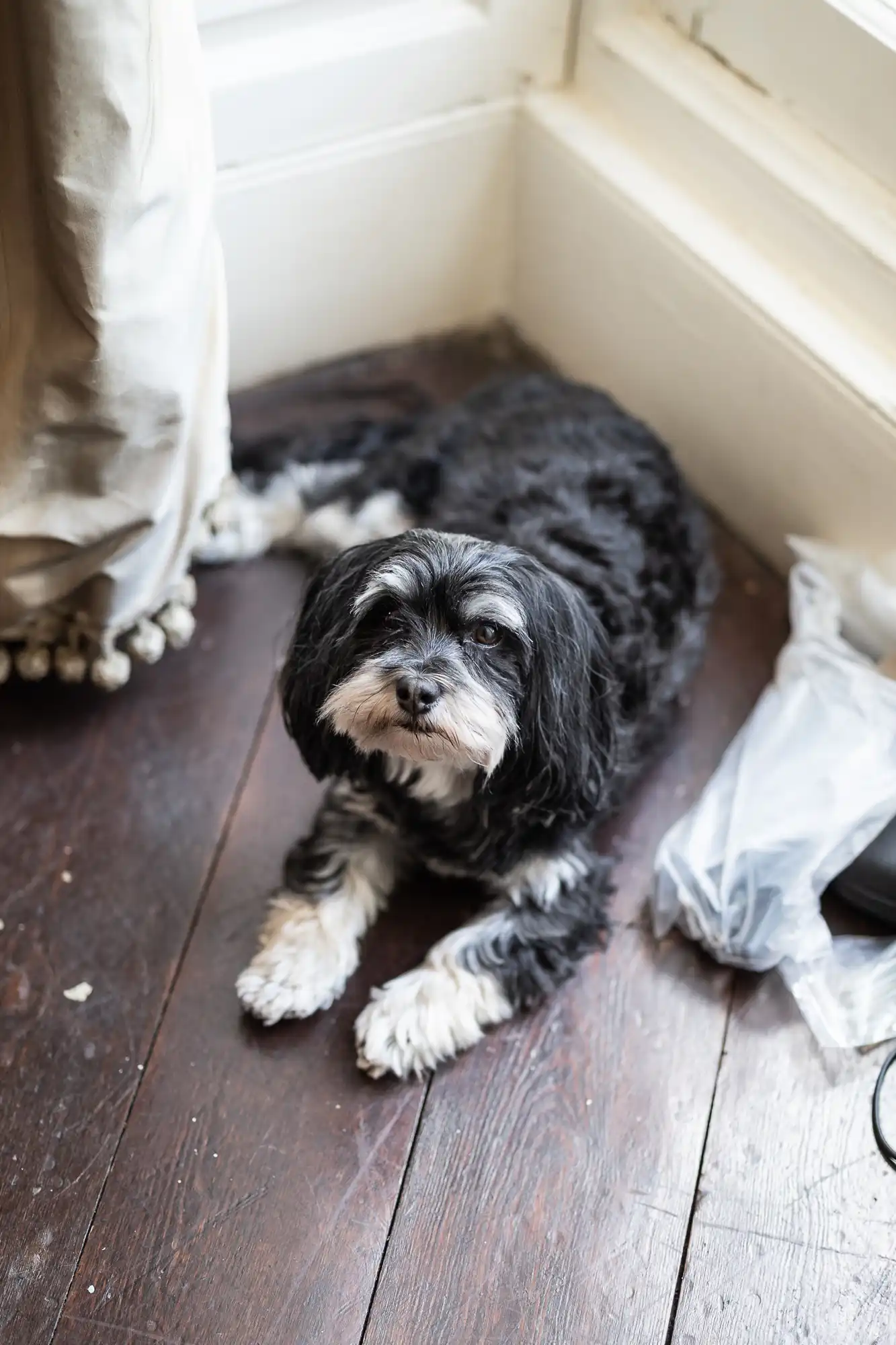 A small black and white dog with long fur lies on a dark wooden floor near a window. The dog looks up towards the camera with a calm expression. A cream curtain and a plastic bag are visible nearby. Light streams in from the window.