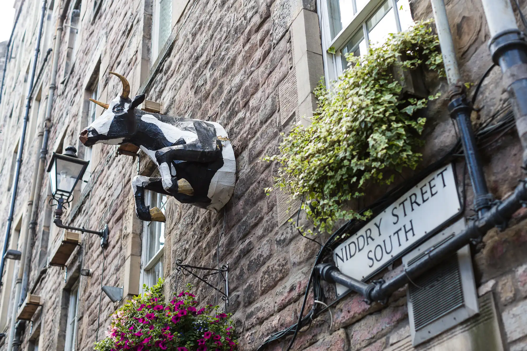 A model of a black and white cow appears to leap from a stone wall above a hanging flower basket and a Niddry Street South sign. Two windows with potted plants and a metal streetlamp are also visible on the old, textured building.